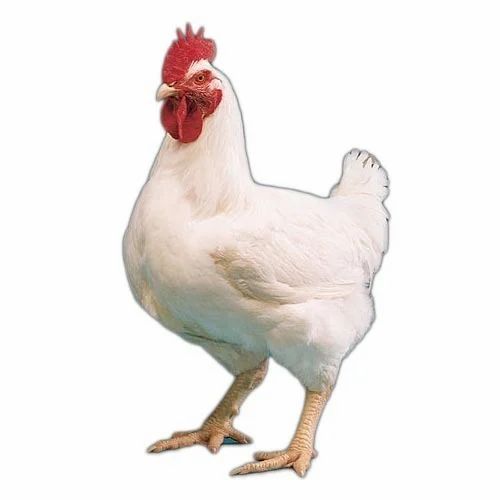 தாய்க்கோழி